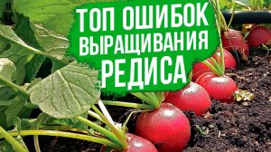Редис: раскрываем секреты успешного урожая!