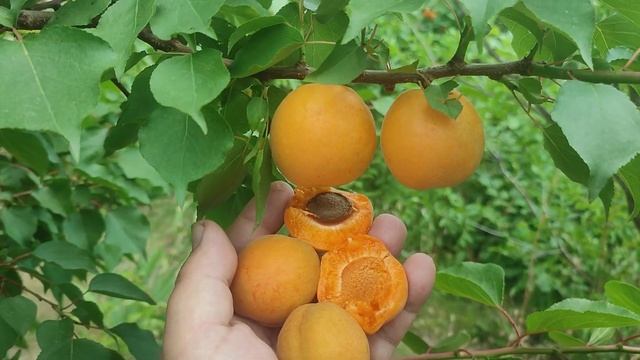 Aprium Flavor Delight. Новинка Апріум Флейвор Делайт. Гібрид абр смотреть онлайн