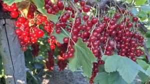 Сорт красной смородины Йонкер Ван Тетс