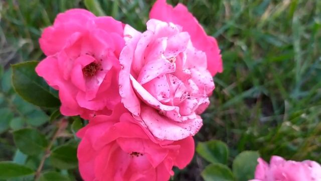 Кровавые цветы 413 серия русская озвучка | Дилан исправ?