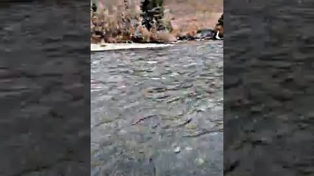 катон-карагай р. Каба смотреть онлайн