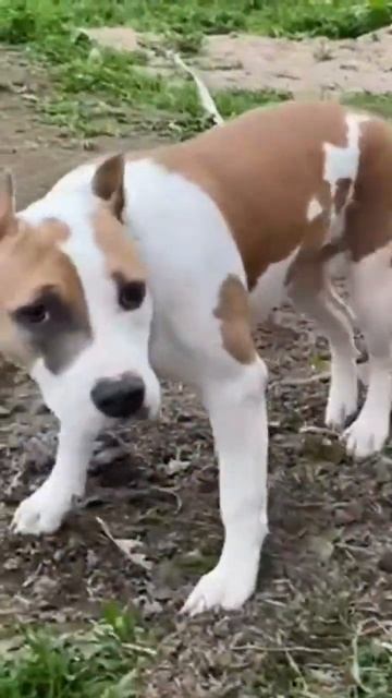 Интервью с Амстаффом#shorts #shortvideo #staff смотреть онлайн