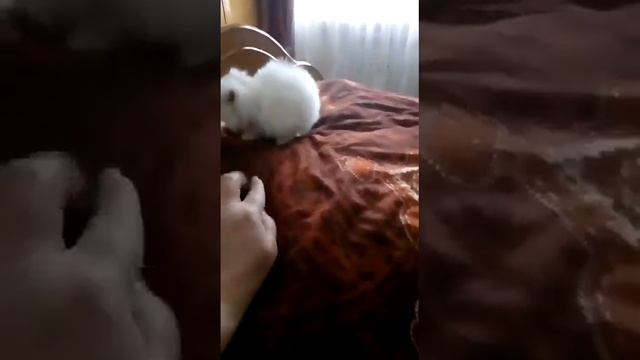 Пушистый персик