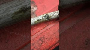 🔰 Toyota Land Cruiser Prado 150 - поиск утечки хладагента и ремонт ?