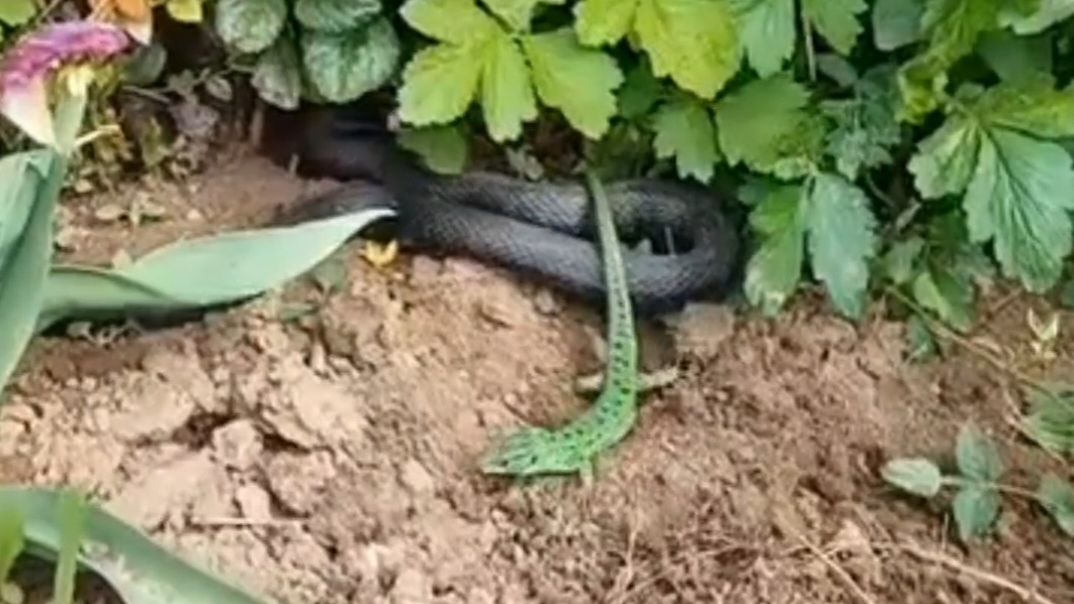 Неожиданный гость. Зоопарк в саду. Сажаем цветы, овощи. Косим траву. смотреть онлайн