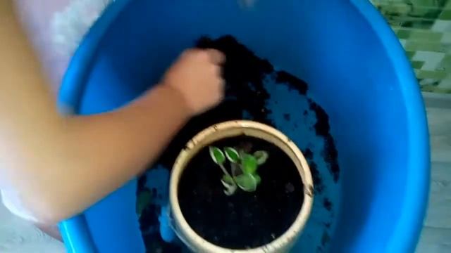 Фиалка смотреть онлайн