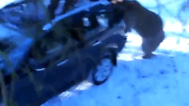 Медведь на машине поехал)).flv смотреть онлайн