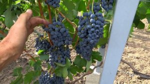 Виноград МЕРЛО: лучшая винная классика