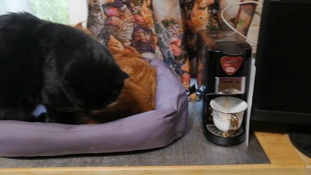 Как сладко спиться! Инь и янь в кошачьем варианте!