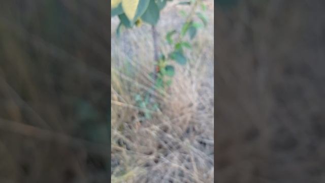вишня сорта Игрушка смотреть онлайн