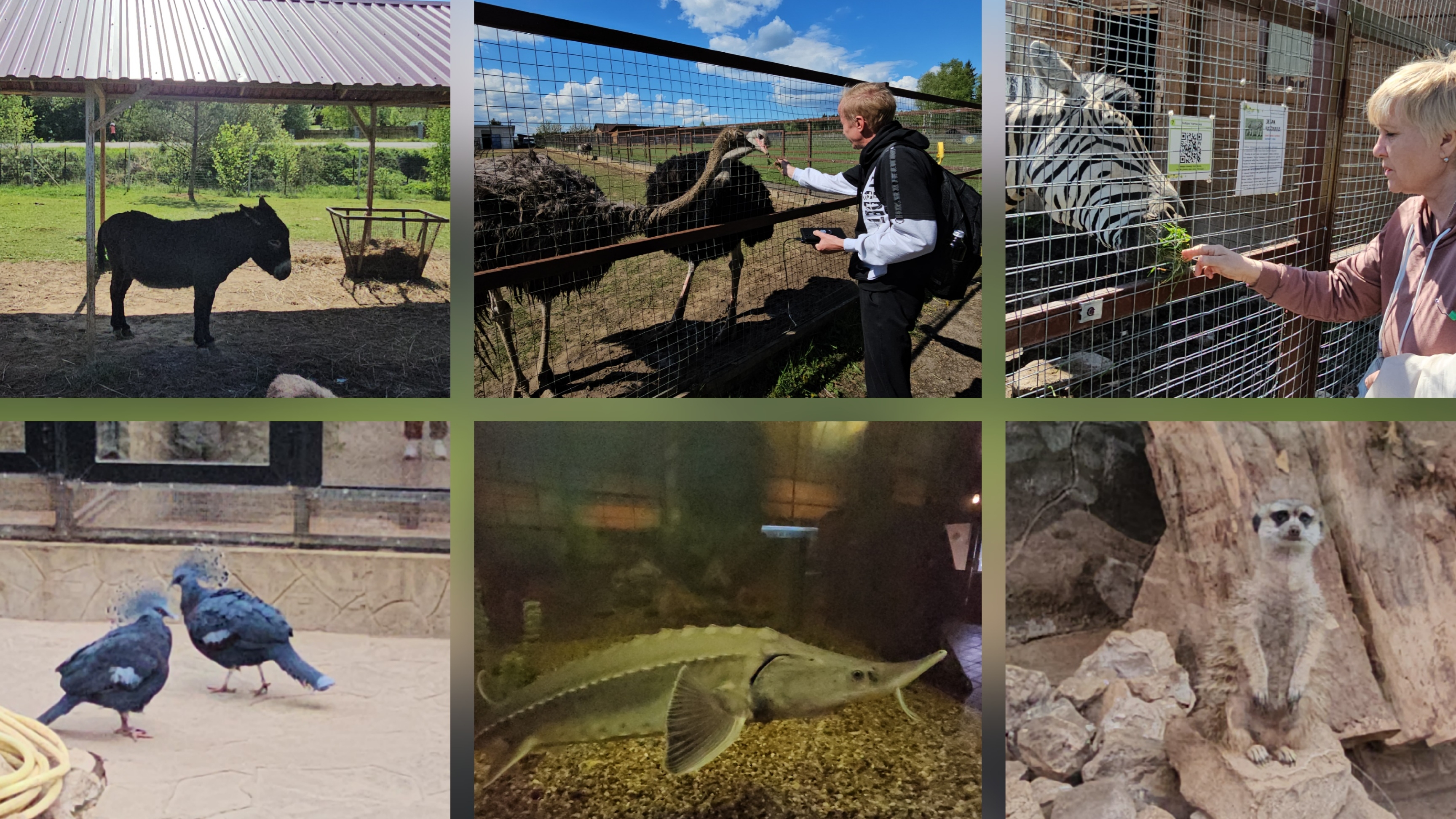 21.05.2025 г Часть 2 Парк птиц Воробьи город Калуга смотреть онлайн