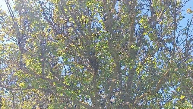 Зачем нужно обрезать крылья зимовалым пчелиным матка? смотреть онлайн