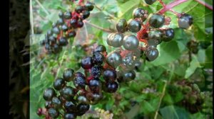 Лаконос американский или фитолакка.