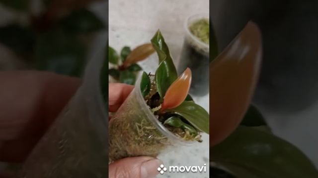 филодендрон Конго Оранж Мутейшен, детки подрастают