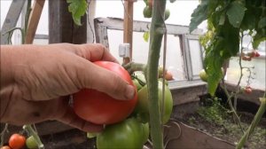 1000 чертей Ф1. Обзор и дегустация томата. Что с моими том