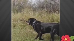 Собака  и магнитные  бури.