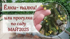 Ёлки- палки! Или прогулка по саду в МАЕ'2025