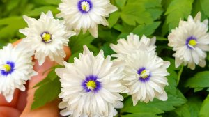 Что посадить в тени? Посадите этот неприхотливый многолетник для затененных мест в саду!