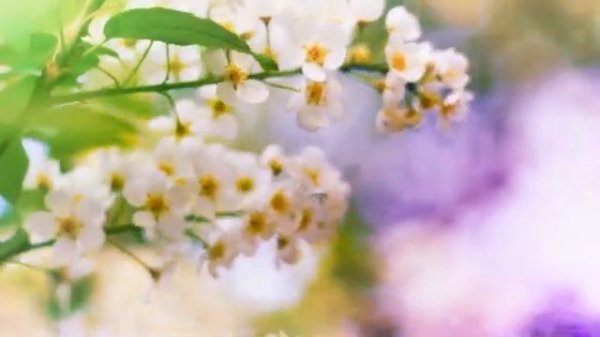 Футаж — Красивая яблоня цветет. Звуки леса. Футажи (footage) красивая природа