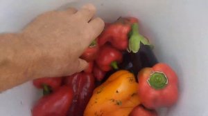 Перцы Аэлита, РАМИРО и Подарок Молдовы