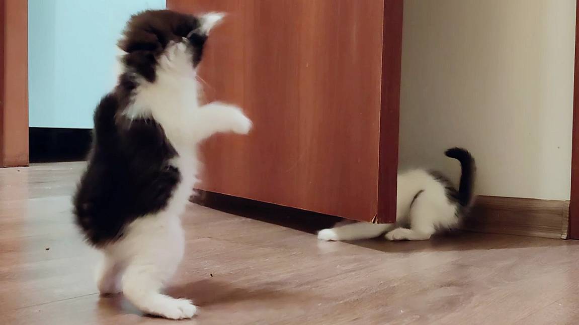 Видео с котятами, от которых невозможно оторваться. Часть 2 смотреть онлайн