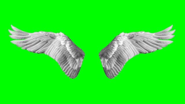 Футаж крыльев на зелёном фоне смотреть онлайн