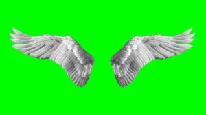 Футаж крыльев на зелёном фоне