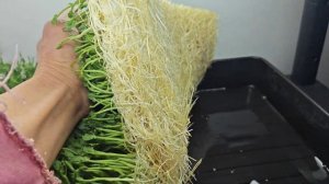 Микрозелень на туалетной бумаге