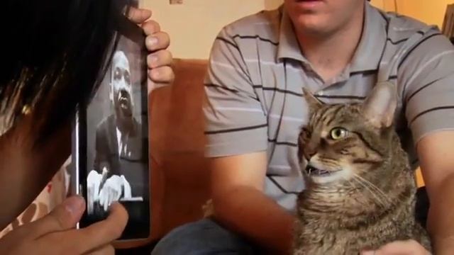 Кот-расист смотреть онлайн