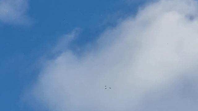 голуби начинают потихоньку набивать крыло. смотреть онлайн