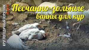 Как устроить песчано-зольную ванну для кур на даче?