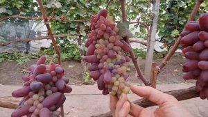 Виноград Карнавал