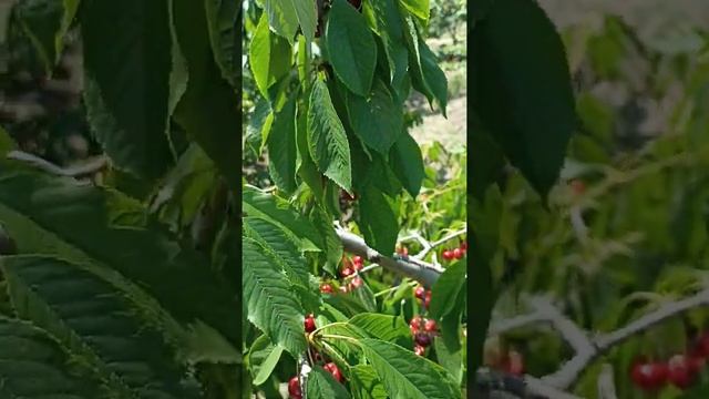 Черешня. Обрезание. Покаяние