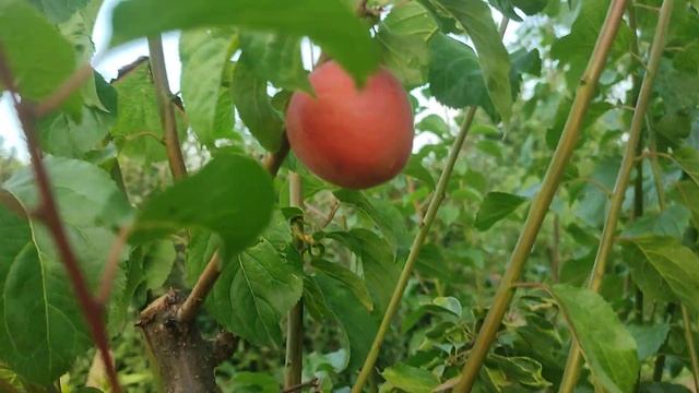 Biricoccolo Gigante Di Budrio (Італія). Гібрид абрикоса 50% та сливи 50%