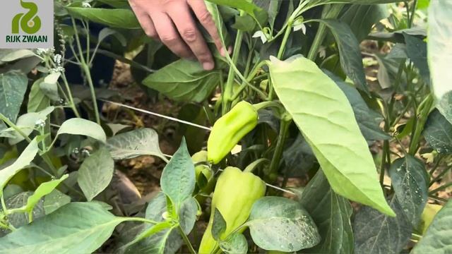 Перец Топгир (Topgear F1) в Сурхандарье