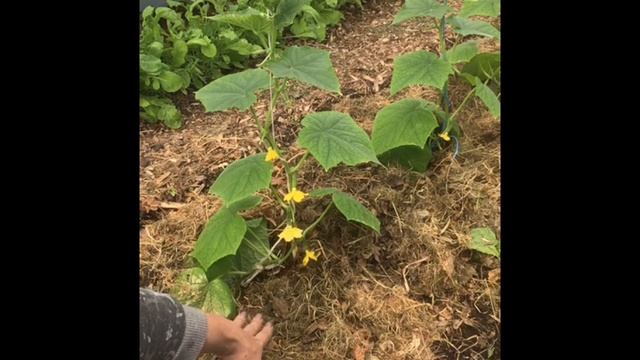 Мульчирование огурчиков # огурцы # мульча #Верадача смотреть онлайн
