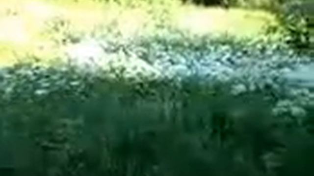 дорога в лес