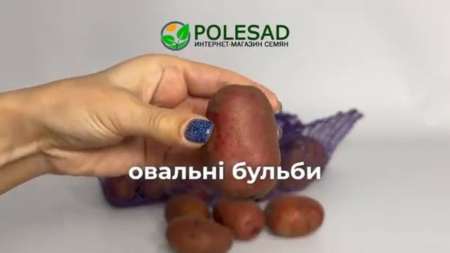 Насіннева картопля Балтік Роуз