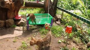 Подарите мне тигренка полосатого