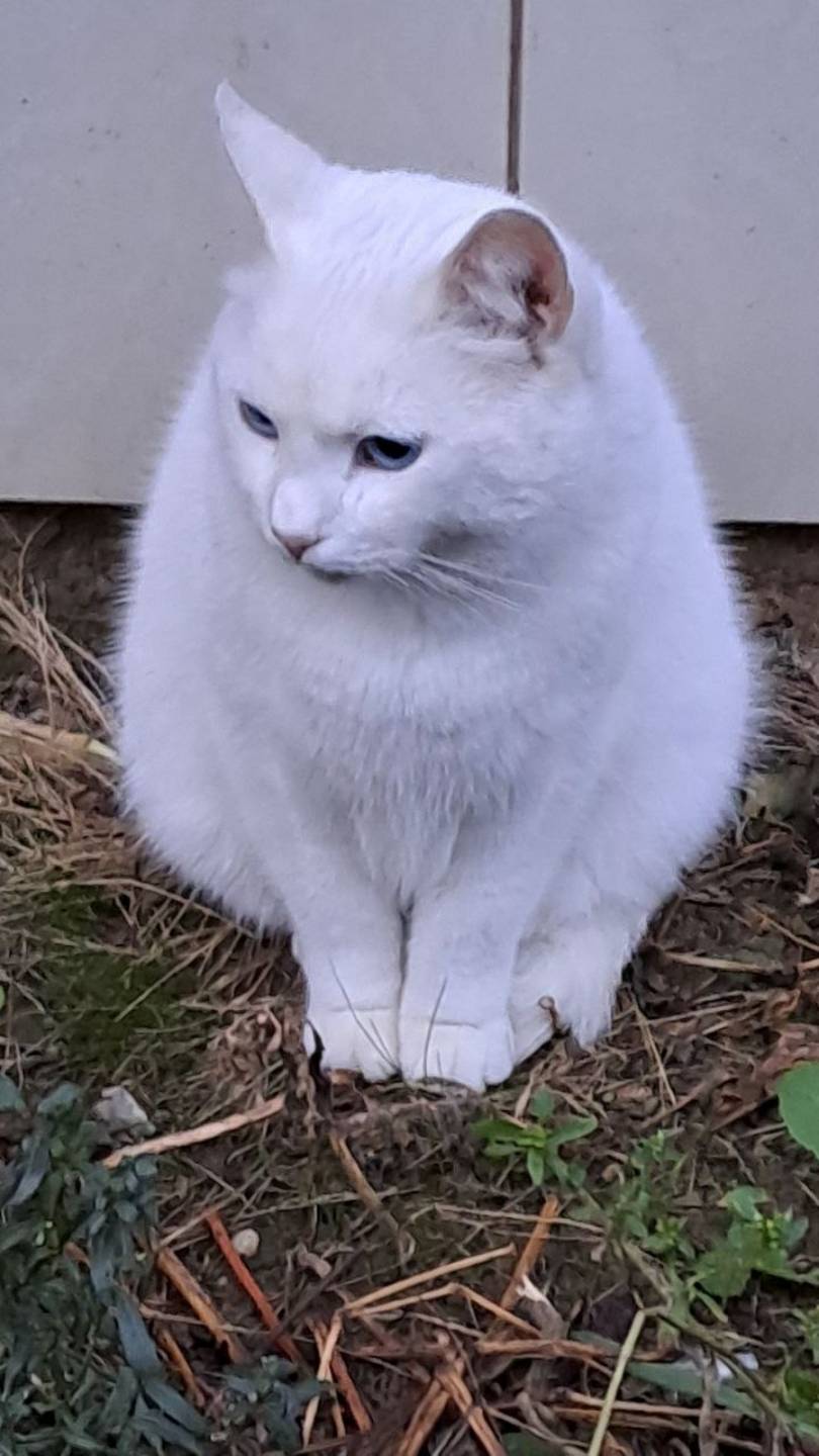 На контрасте. Кошка и кот. смотреть онлайн