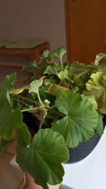 уходим в зиму - пеларгонии после обрезки смотреть онлайн