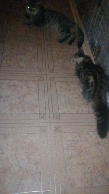 Битва полосатый тигров