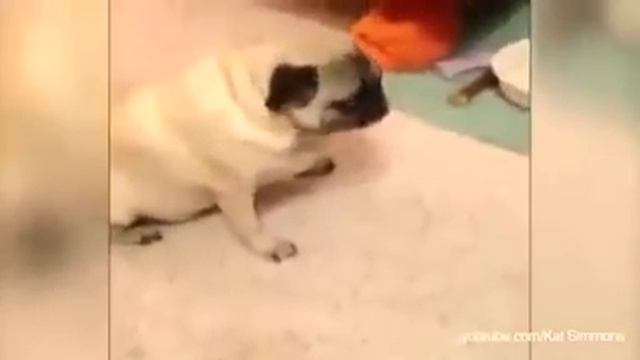 Что делать собаке, если место занято котом? смотреть онлайн