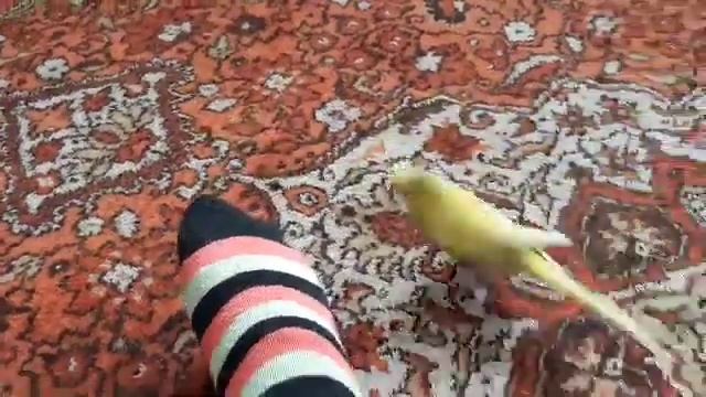 Ручной попугай Кеша, делает разные приколы и обожает носки в полоску)