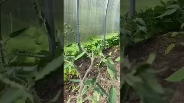 22 мая 2025. Рассада томатов окрепла и укоренилась! #рассада томатов #томаты в теплице #томаты #тепл