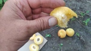 Абрикос НЖА-19. 2024 рік.