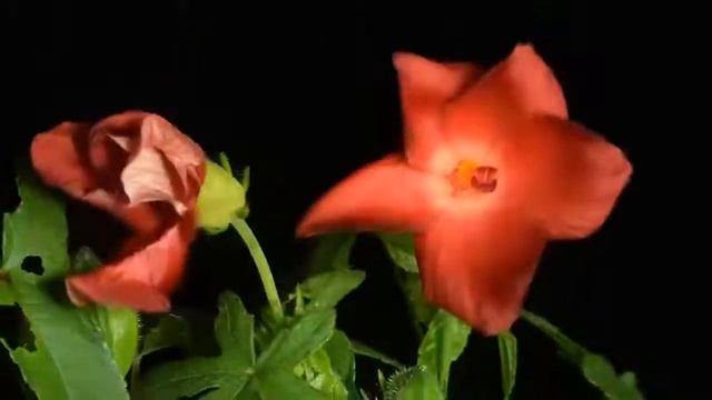 Красивая музыка танец цветов под вальс !!! смотреть онлайн