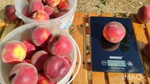 Персик Эксртим-6 /Peach Extreme-6