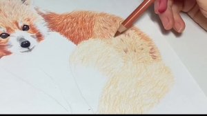 Как нарисовать красную панду цветными карандашами. По