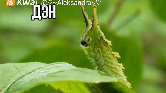 Прикол Денис :D смотреть онлайн